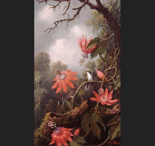 Martin Johnson Heade Hummingbird and Passionflowers